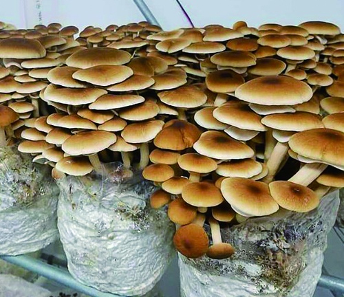 Mga kalamangan ng lumalagong mushroom sa grow bags.